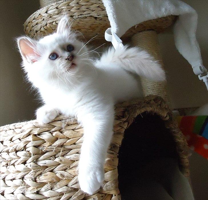 Hellig Birma Chicabee Tenzii - Fra dengang Tenzii boede hjemme ved Chicabee :-) billede 16