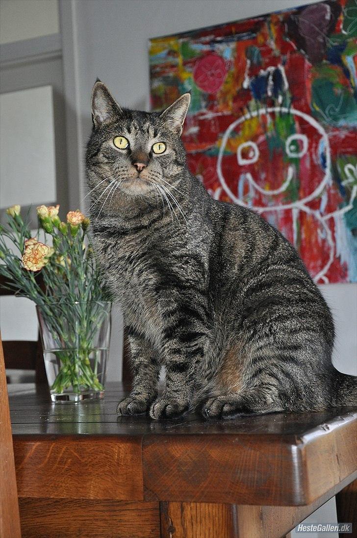 Huskat Stribe  billede 9