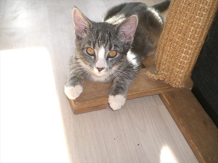 Huskat Musen billede 7