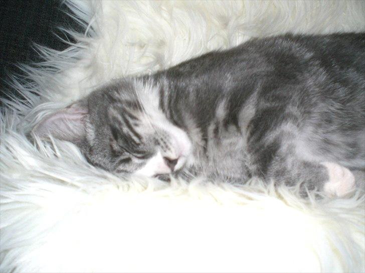 Huskat Musen billede 8