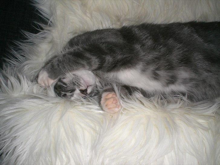 Huskat Musen billede 9