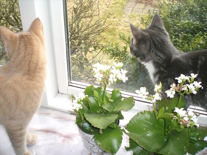 Huskat Musen billede 10