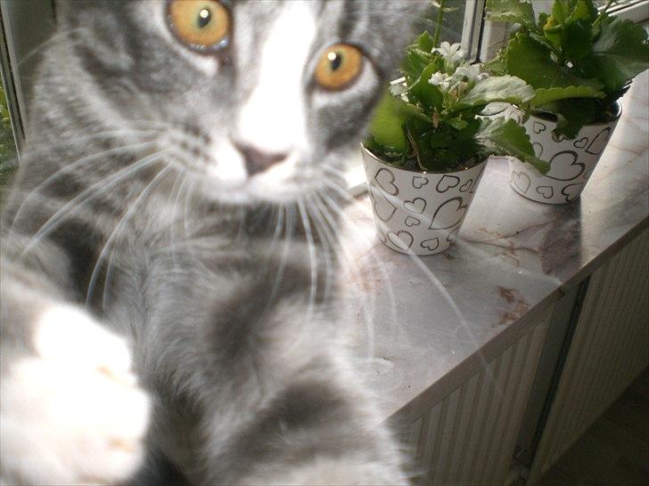 Huskat Musen billede 11