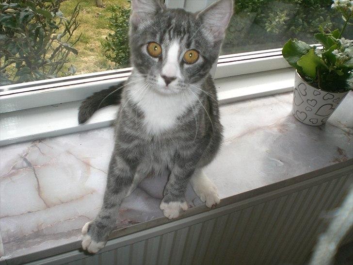 Huskat Musen billede 12