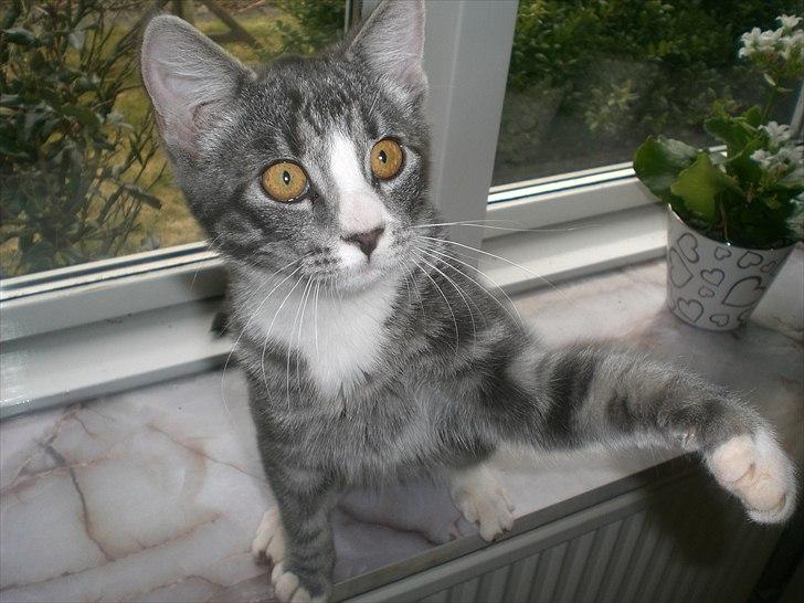 Huskat Musen billede 13