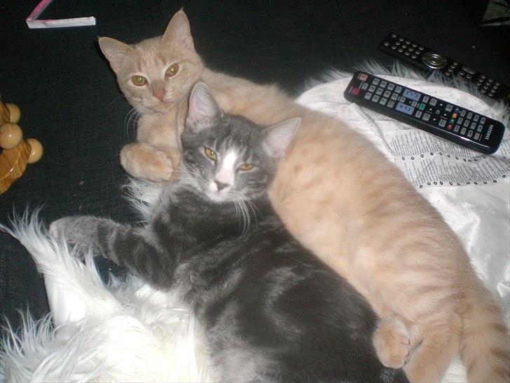 Huskat Musen billede 14