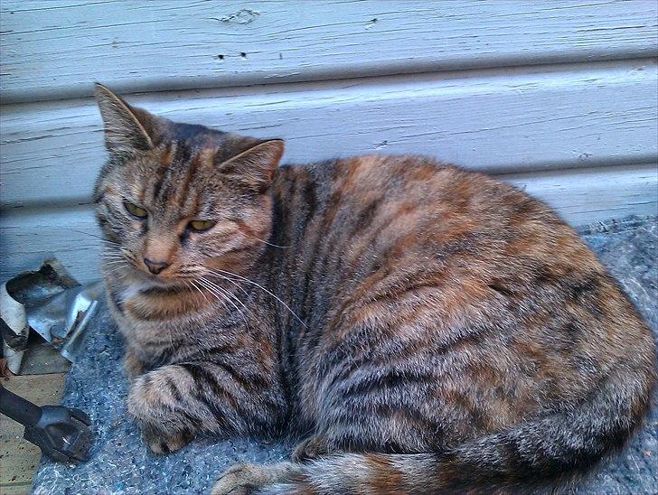 Huskat Molli billede 1