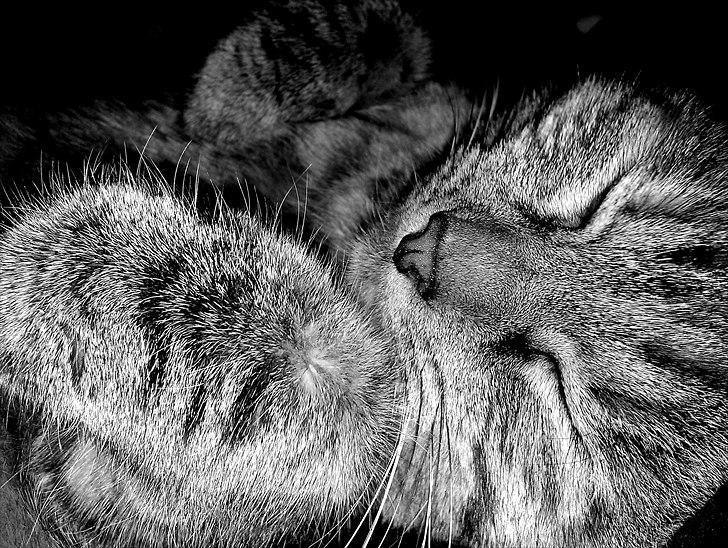 Huskat Molli billede 2