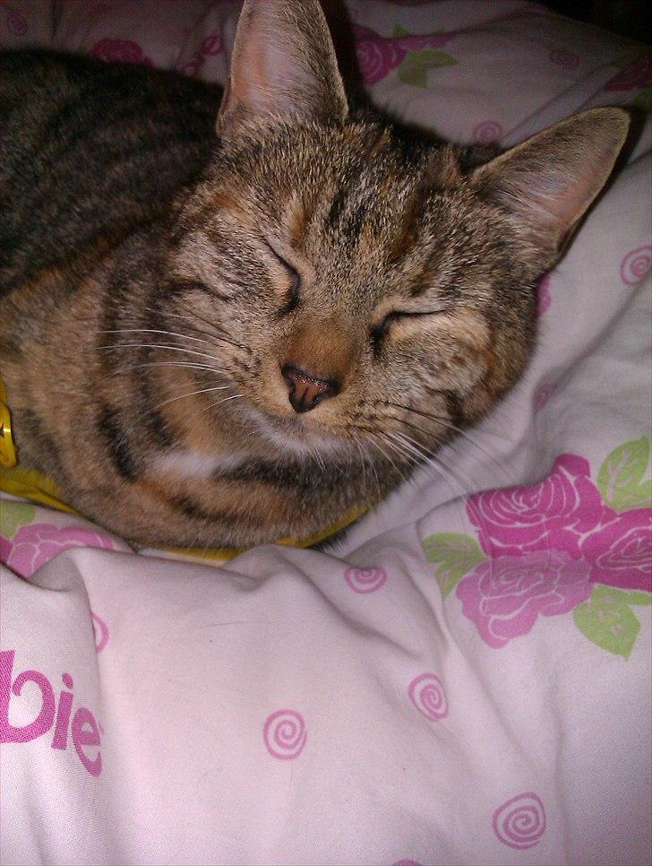 Huskat Molli billede 3