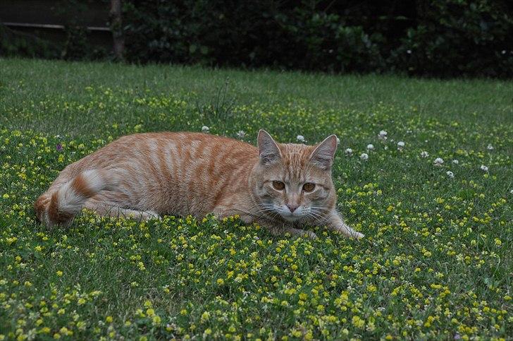 Huskat Ida billede 1