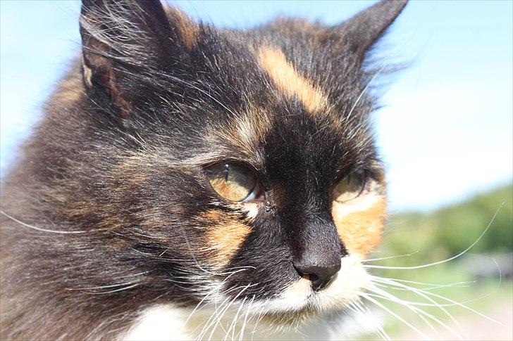 Norsk Skovkat Sindy billede 1