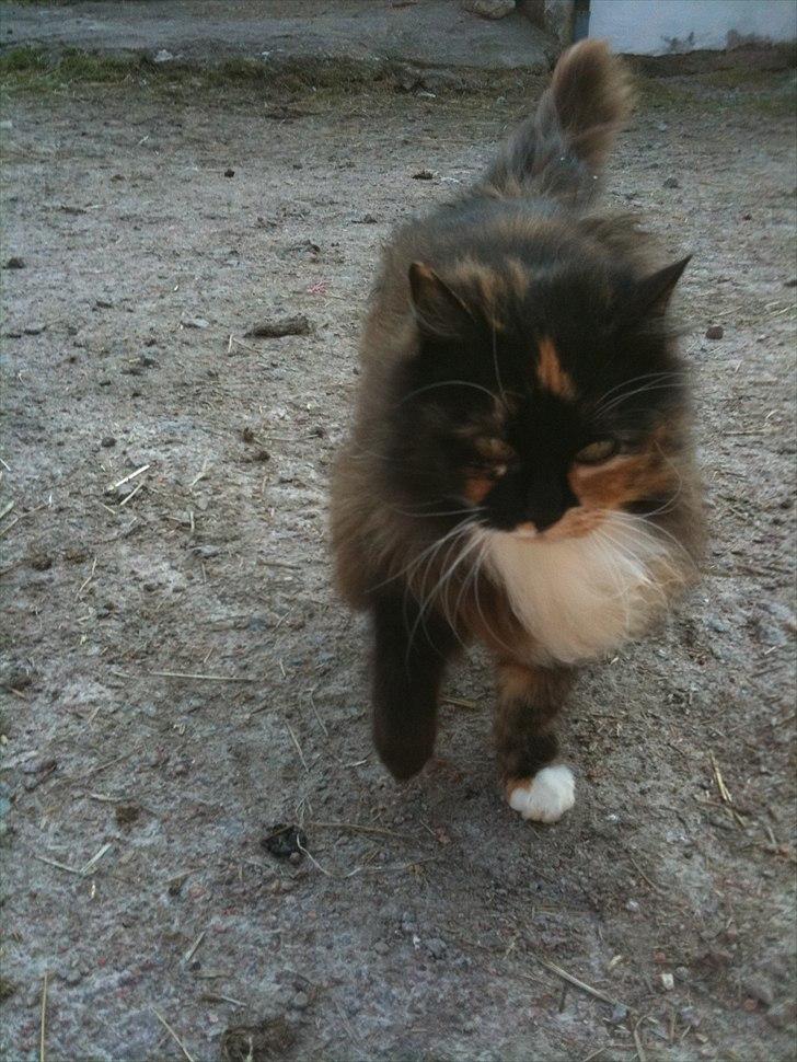 Norsk Skovkat Sindy billede 2