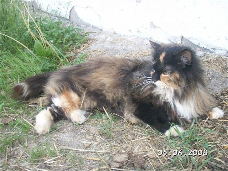 Norsk Skovkat Sindy billede 3