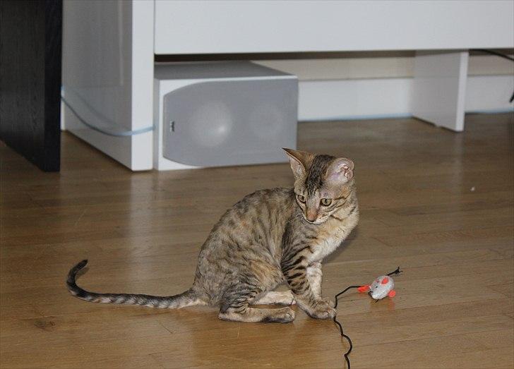 Cornish Rex Pixiepaws Buick Invicta *Tekop* - Nyt, 16 Juni 2011 .. billede 15