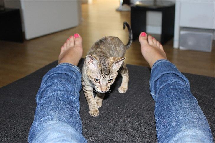 Cornish Rex Pixiepaws Buick Invicta *Tekop* - Lille luske buks :)
16 Juni 2011 .. billede 16