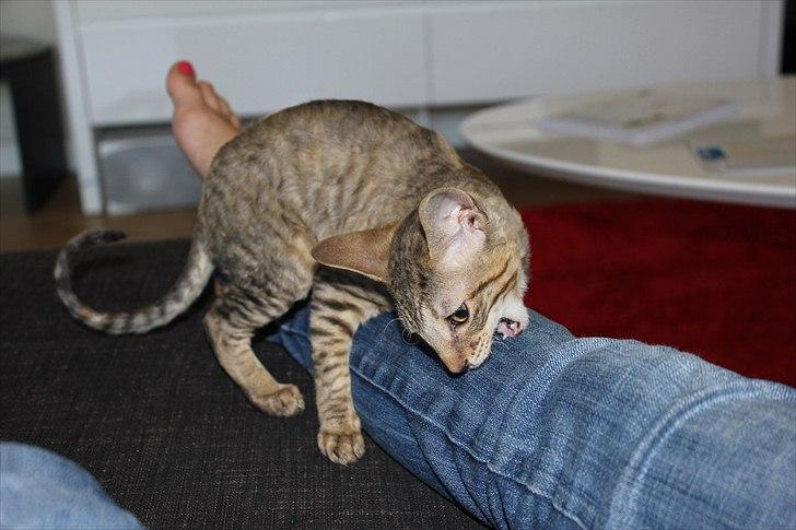 Cornish Rex Pixiepaws Buick Invicta *Tekop* - Gad vide om "mors" ben smager godt? :D 
16 Juni 2011 .. billede 17