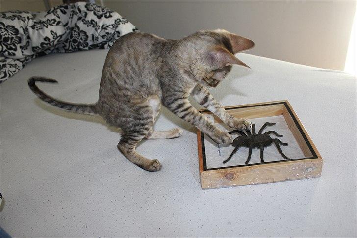 Cornish Rex Pixiepaws Buick Invicta *Tekop* - HVORFOR KAN JEG IKKE FÅ DEN UD??? :D
16 Juni 2011 .. billede 18