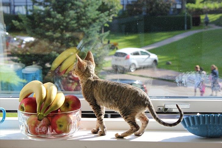 Cornish Rex Pixiepaws Buick Invicta *Tekop* - Min smukke pige, i hendes køkken vindue :)
16 Juni 2011 .. billede 19