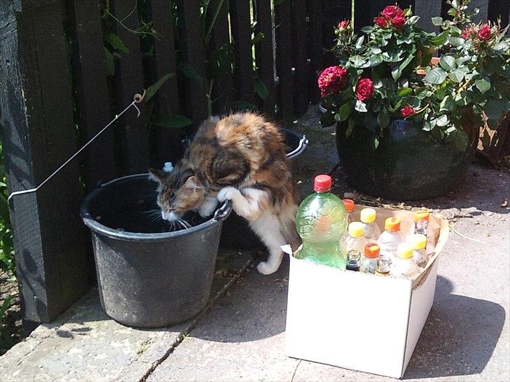 Maine Coon R.I.P Sjina - Årh vand :b billede 14