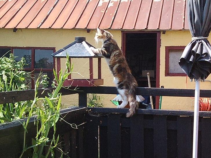 Maine Coon R.I.P Sjina - Sjina på udflugt efter fugle :) billede 15