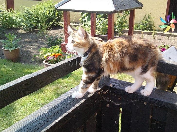 Maine Coon R.I.P Sjina billede 16