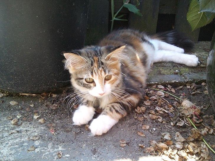 Maine Coon R.I.P Sjina billede 17