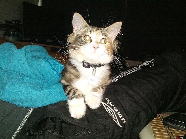 Maine Coon R.I.P Sjina billede 18