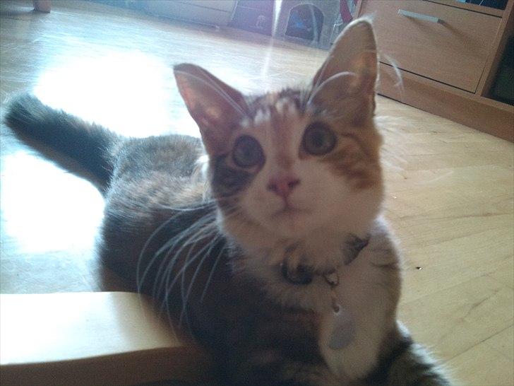 Maine Coon R.I.P Sjina billede 19