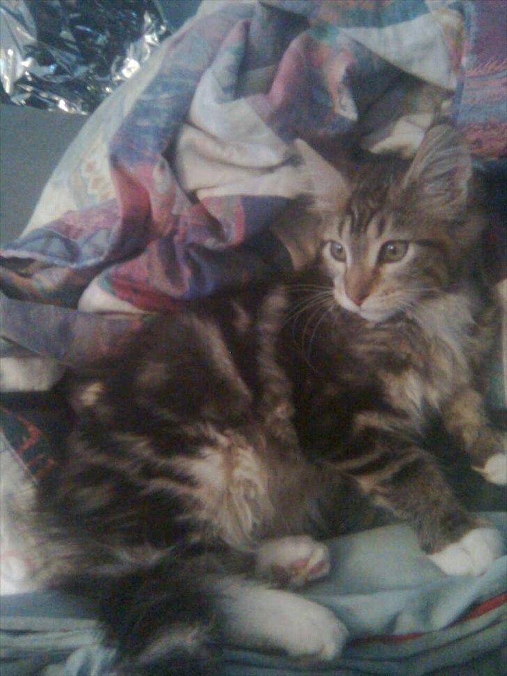 Maine Coon Noah #NoahBoah# - Noah, da jeg fik ham hjem i marts 2010. billede 3