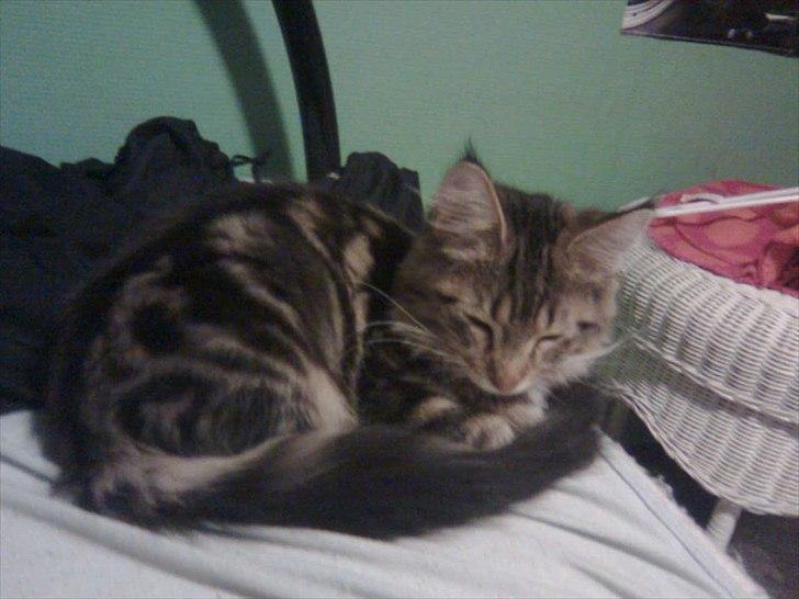 Maine Coon Noah #NoahBoah# billede 5