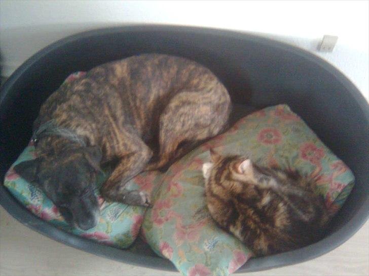 Maine Coon Noah #NoahBoah# - En hundekurv til Noah. :D billede 14