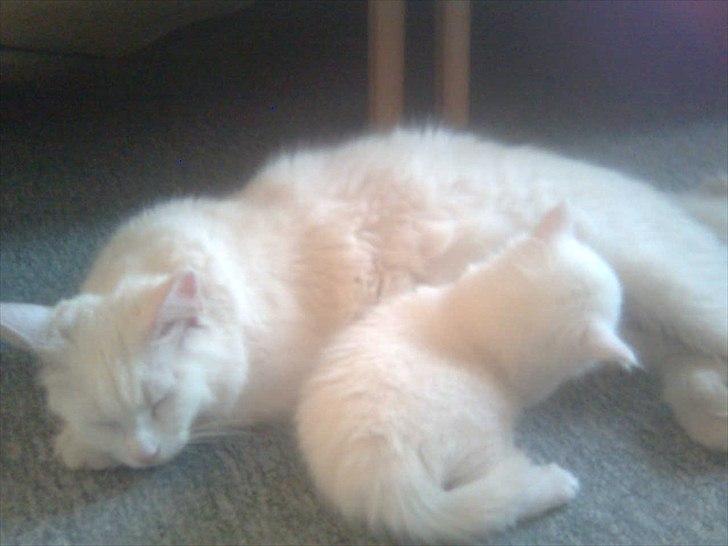 Maine Coon Duchess #Dysse# - Duchess og hendes killing Afrodite. :D billede 10