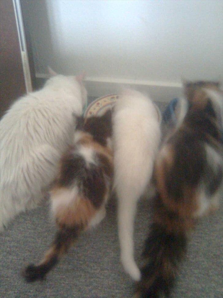 Maine Coon Duchess #Dysse# - Duchess, Artemis, Afrodite og Malou. billede 11