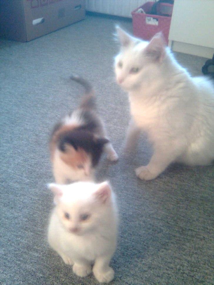 Maine Coon Duchess #Dysse# - Duchess med sine to killinger. billede 12