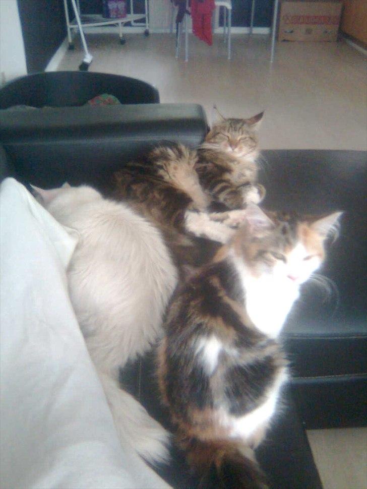 Maine Coon Malou #Malle# - Malle, Noah og Dysse - mine dejlige katte! :D<3 billede 9
