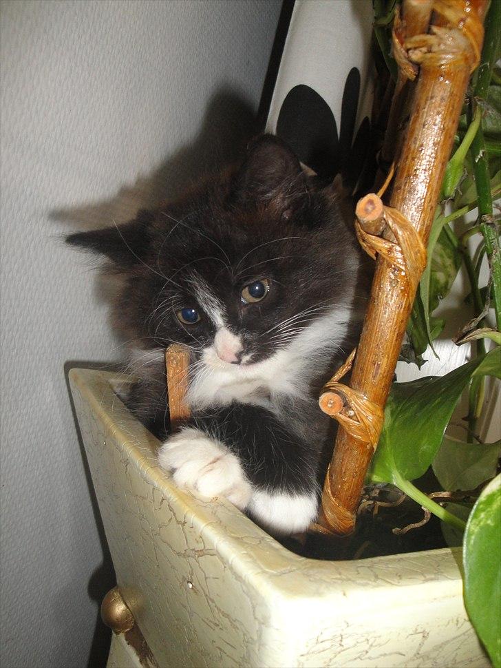 Norsk Skovkat beauty billede 4