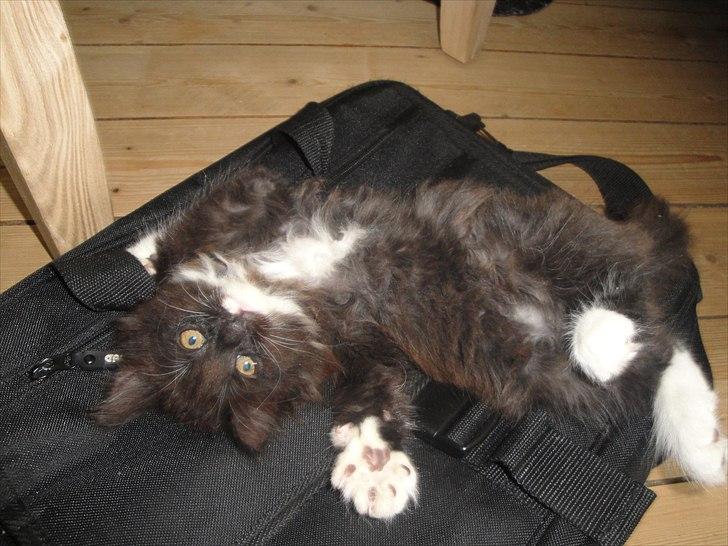 Norsk Skovkat basse billede 7