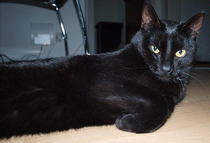 Huskat Blackie - Charmetrolden :-) billede 1