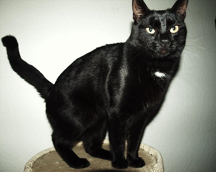 Huskat Blackie billede 2