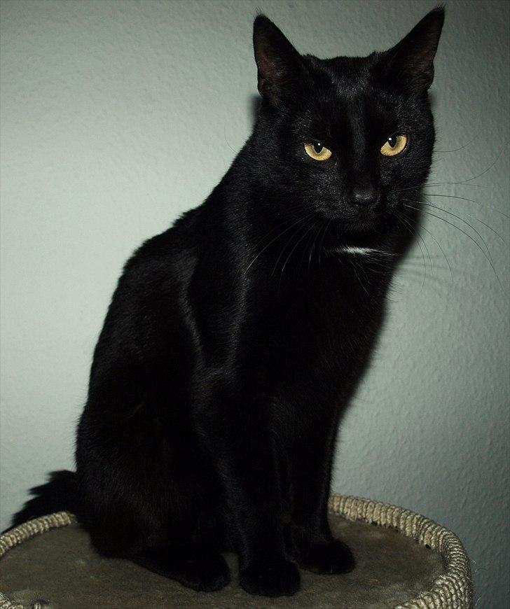Huskat Blackie billede 3