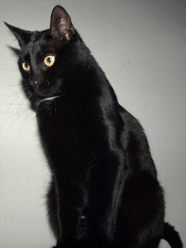 Huskat Blackie billede 4