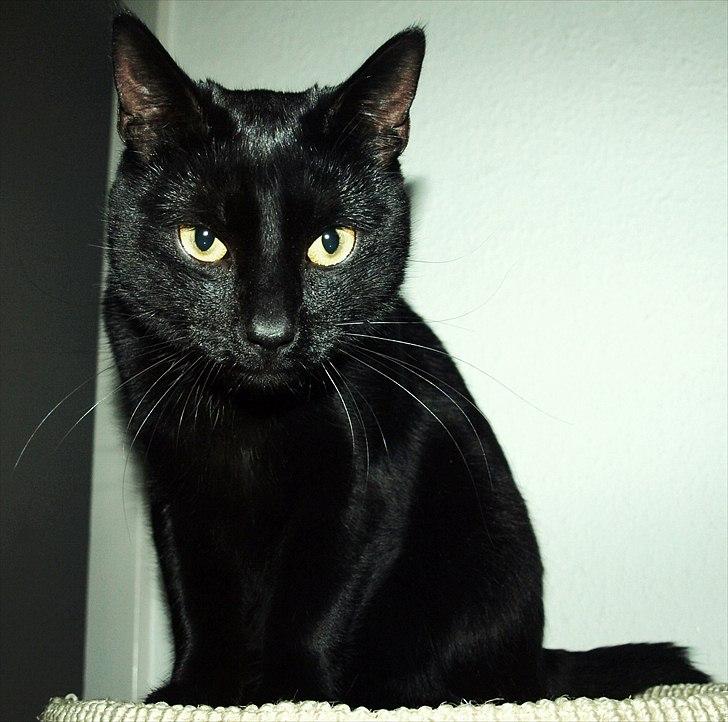 Huskat Blackie billede 5