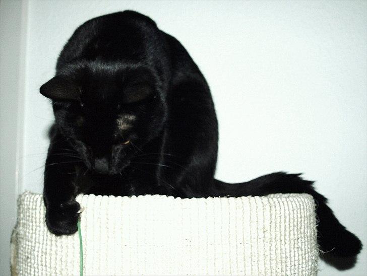 Huskat Blackie billede 6