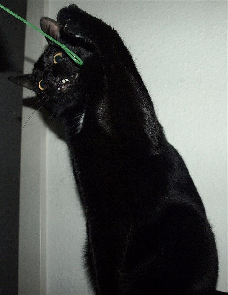 Huskat Blackie billede 7