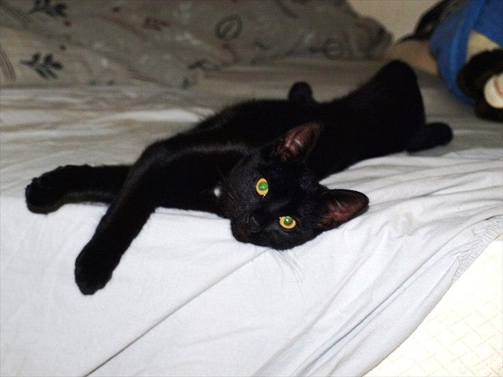 Huskat Blackie billede 8