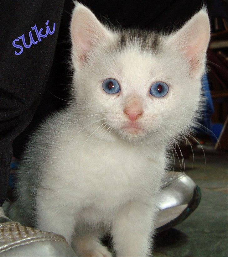 Blanding af racer Suki Soulmate<3 aka Sukkergris - redigeret. billede 5