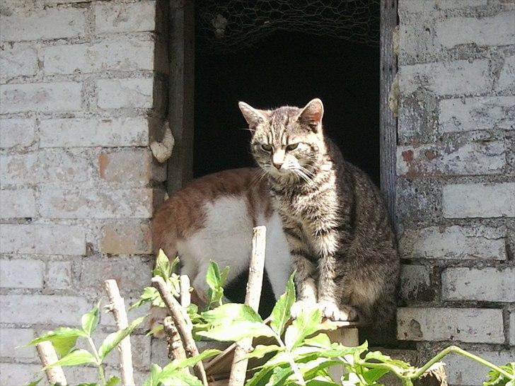 Huskat Moto  billede 1