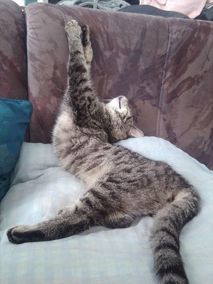 Huskat Moto  billede 2