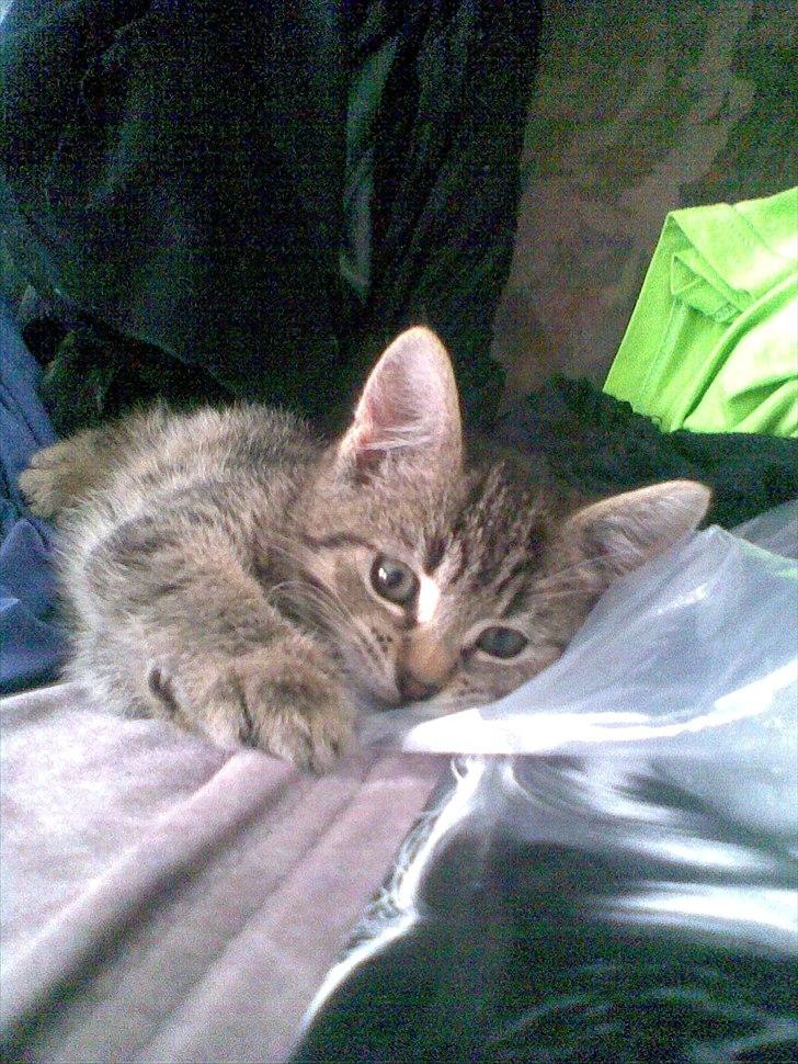 Huskat Moto  billede 3