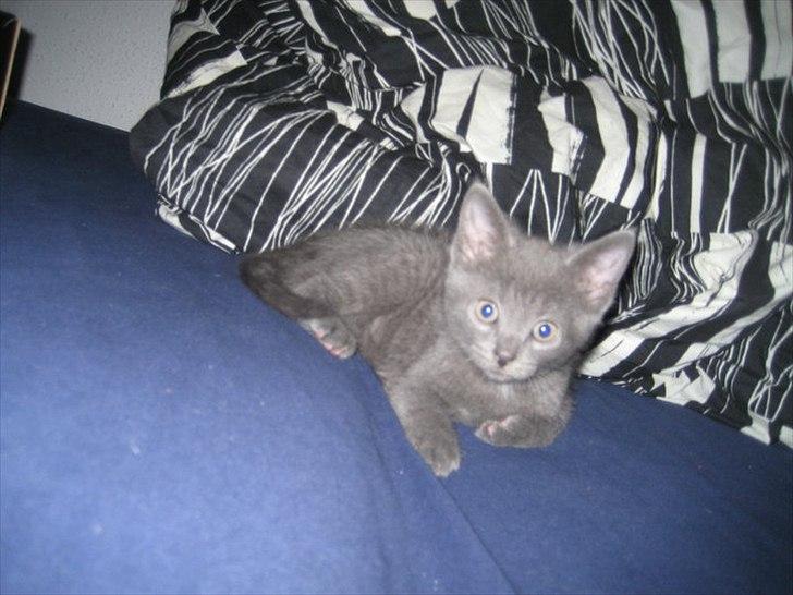 Blanding af racer Batman billede 3